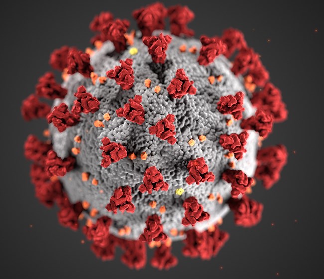 Corona-Virus (CDC).jpg